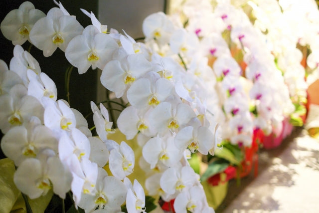 欄の女王「胡蝶蘭」