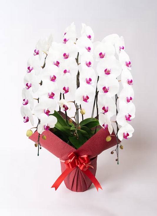 A.S様 胡蝶蘭 三万円 (三本立ち約40輪~赤リップ)