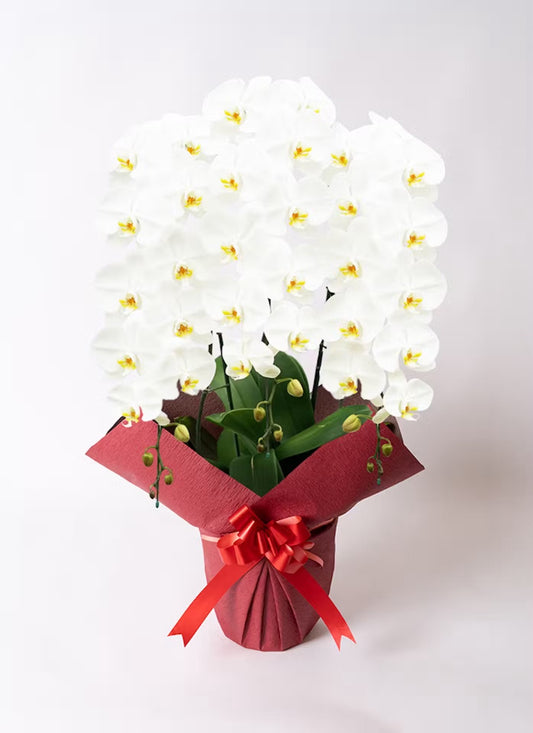 A.S様 胡蝶蘭 三万円 (三本立ち約40輪~白)