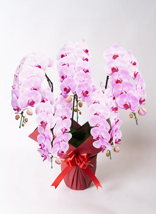 A.S様 胡蝶蘭 五万円 (五本立ち約55輪~ピンク)