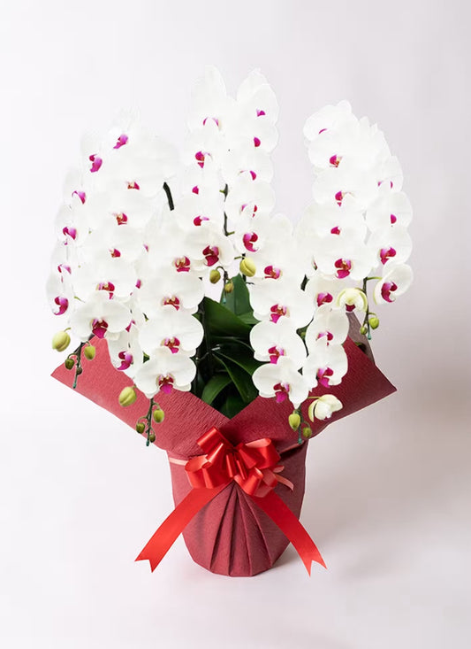 A.S様 胡蝶蘭 五万円 (五本立ち約55輪~赤リップ)