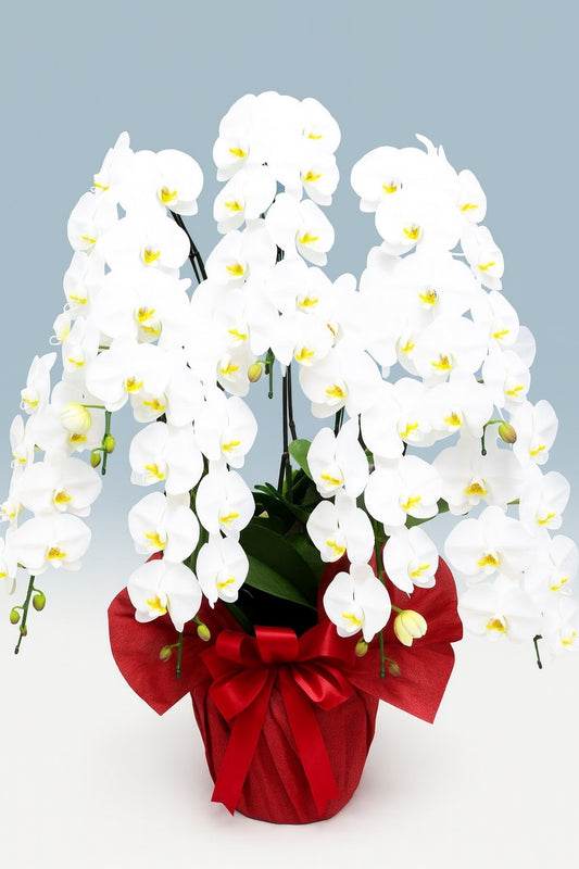 A.S様 胡蝶蘭 七万円 (七本立ち約70輪~・白)