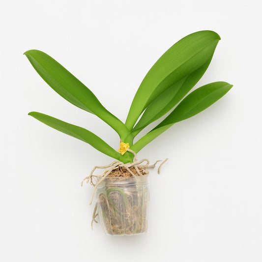 ロスフラワー(胡蝶蘭の苗)