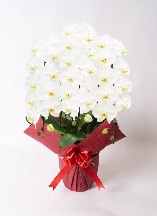 A.S様 胡蝶蘭 二万円七千円 (三本立ち約35輪~・白)