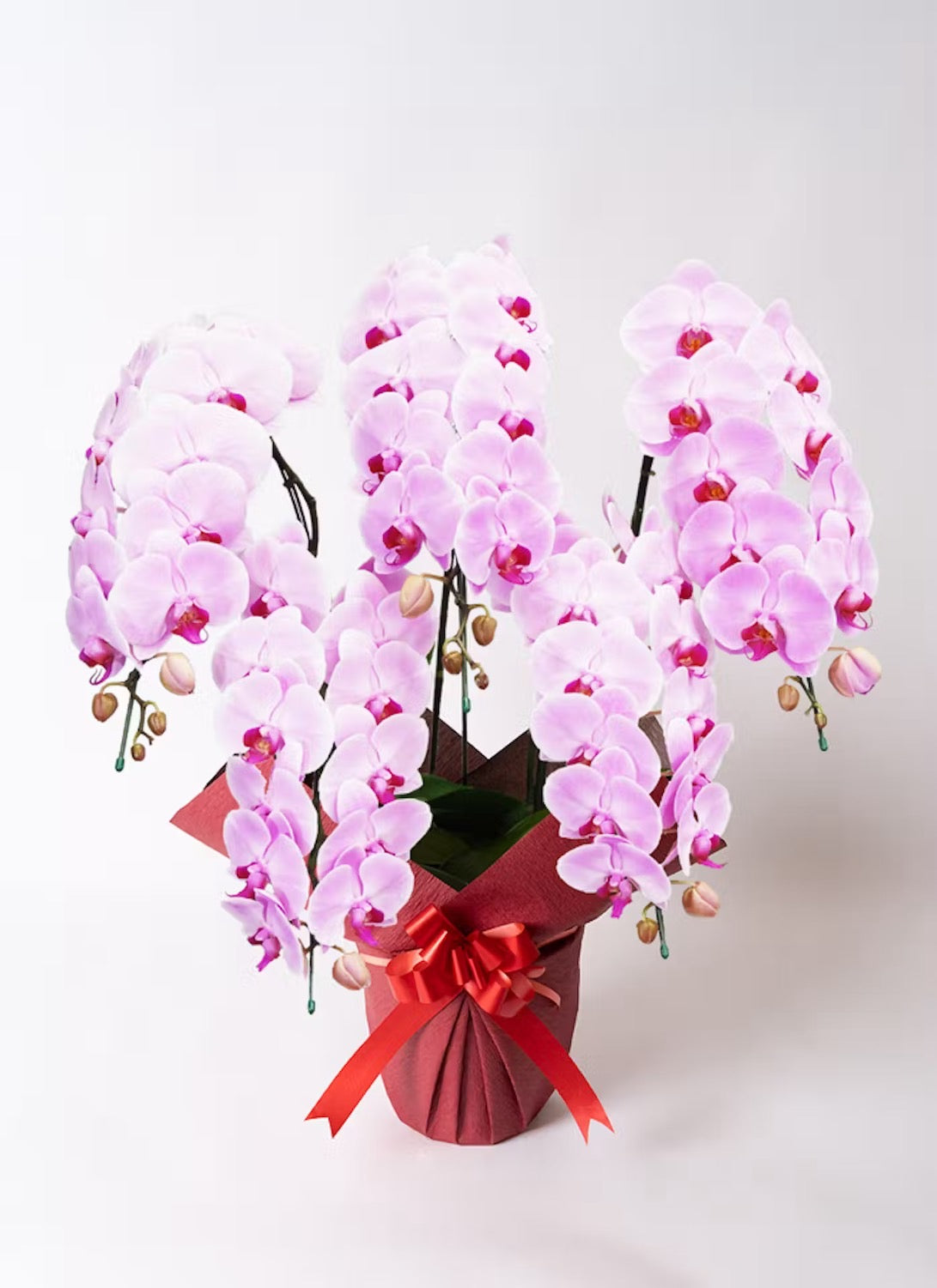 A.S様　胡蝶蘭　五万円　（五本立ち約55輪～ピンク）