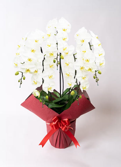 A.S様　胡蝶蘭　五万円　（五本立ち約55輪～白）