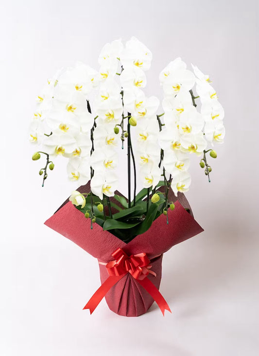 A.S様　胡蝶蘭　五万円　（五本立ち約55輪～白）