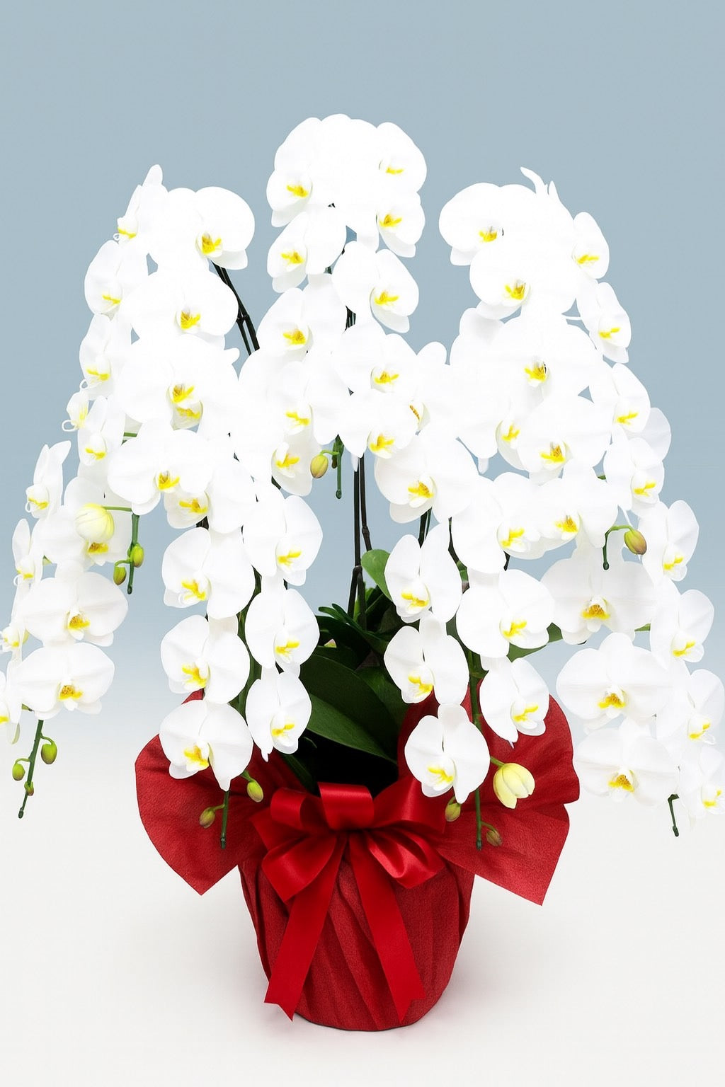 A.S様　胡蝶蘭　七万円　（七本立ち約70輪～・白）