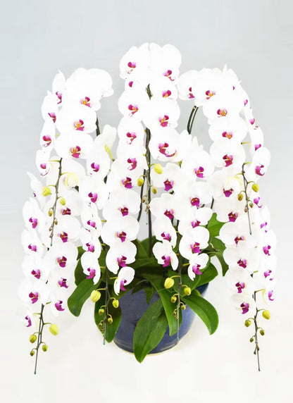 A.S様　胡蝶蘭　七万円　（七本立ち約70輪～・赤リップ）