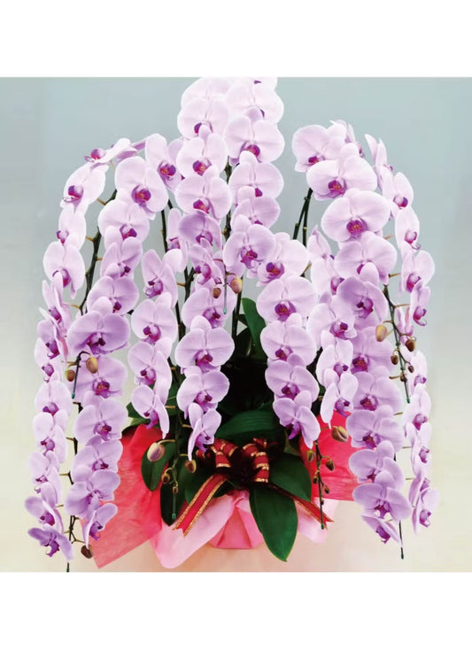 A.S様　胡蝶蘭　七万円　（七本立ち約70輪～・ピンク）