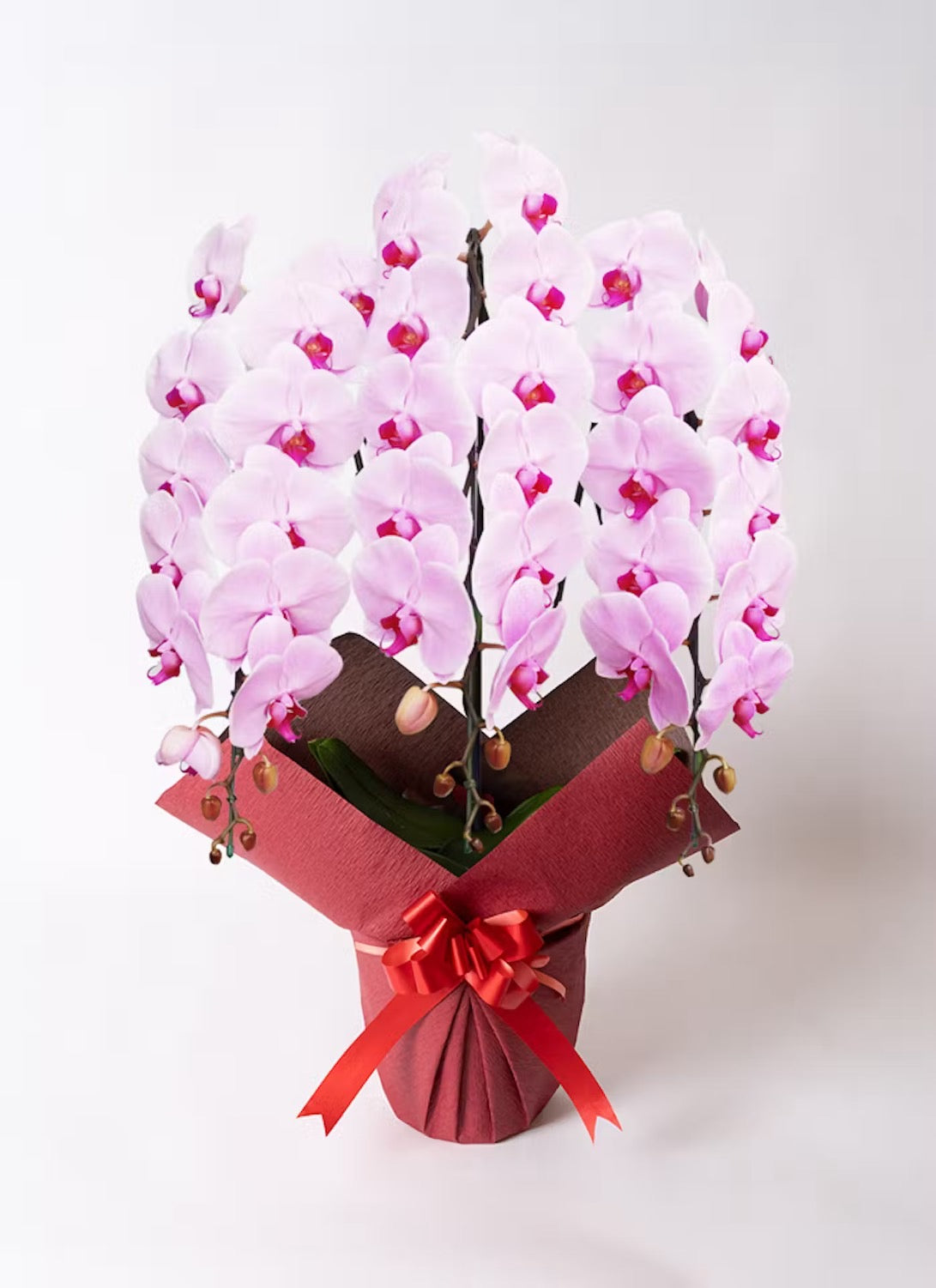 A.S様　胡蝶蘭　三万円　（三本立ち約40輪～ピンク）