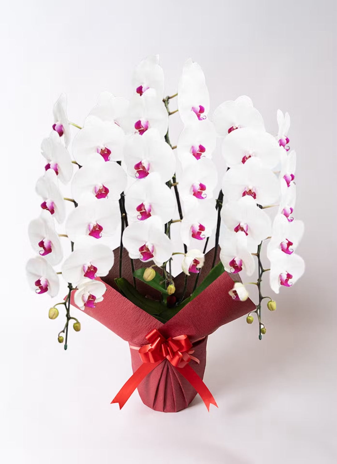 A.S様　胡蝶蘭　二万円七千円　（三本立ち約35輪～・赤リップ）