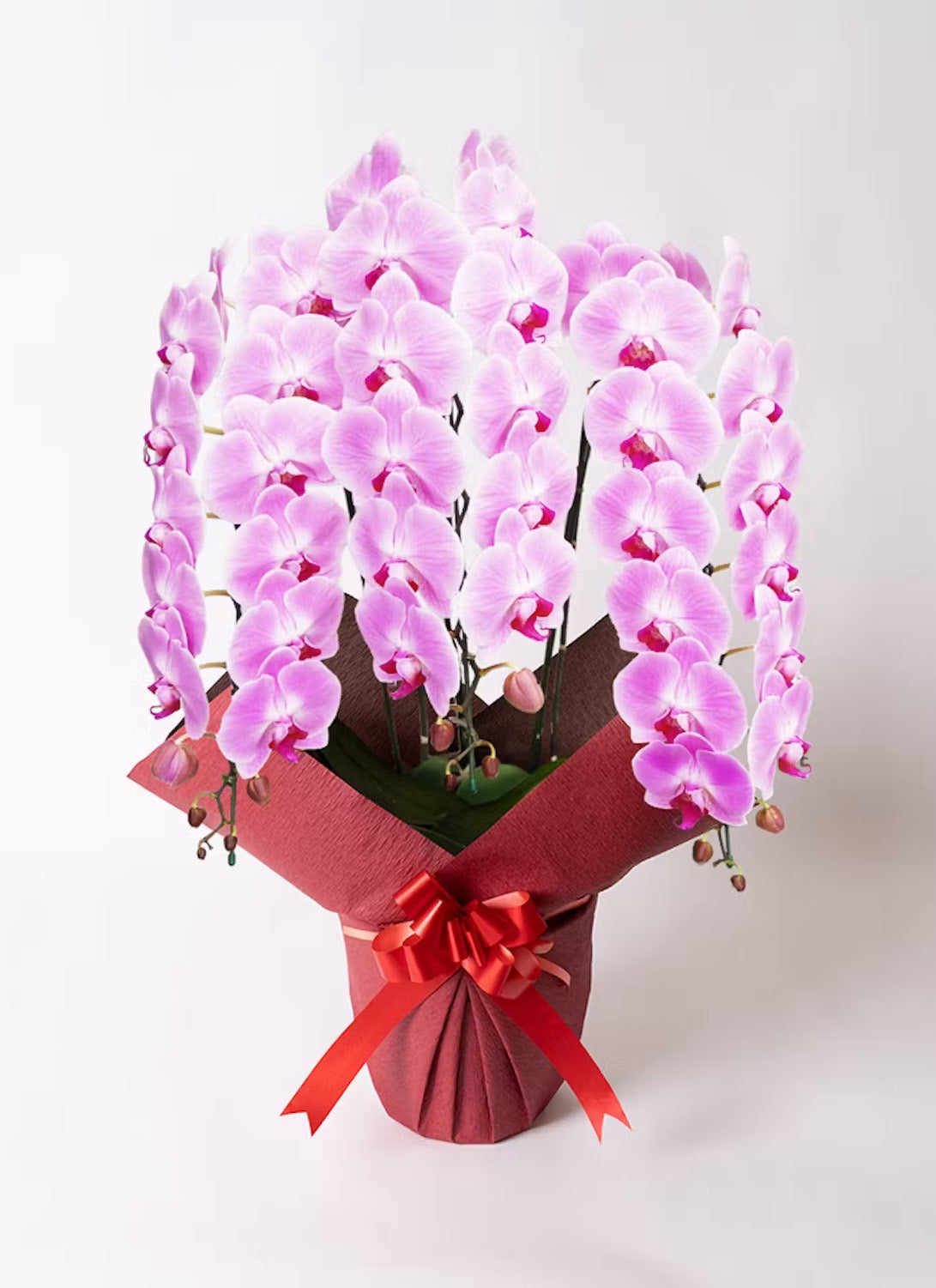 A.S様　胡蝶蘭　二万円七千円　（三本立ち約35輪～・ピンク）