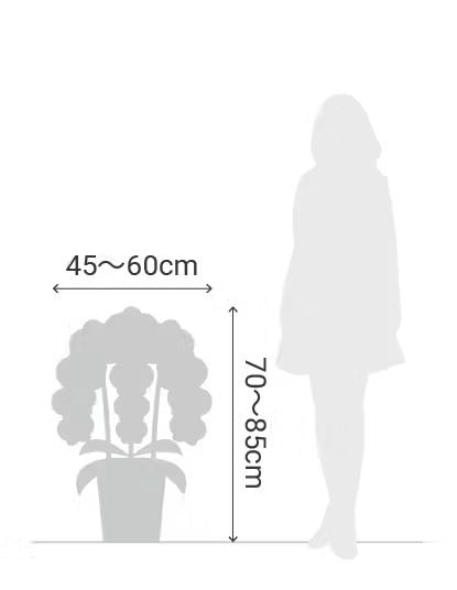 A.S様　胡蝶蘭　二万円七千円　（三本立ち約35輪～・赤リップ）